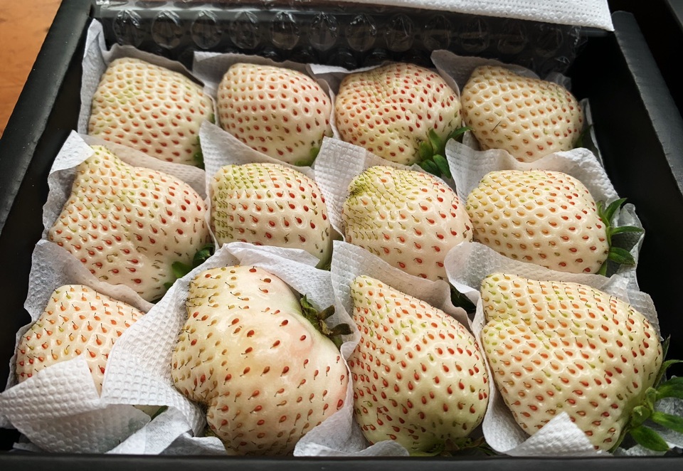 Dân du lịch thi nhau săn dâu Bạch Tuyết 2 triệu/kg ở Đà Lạt - 8 Dân du lịch thi nhau săn dâu Bạch Tuyết 2 triệu/kg ở Đà Lạt - 8