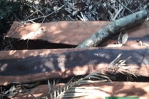 Bí thư Tỉnh ủy Quảng Bình chỉ đạo làm rõ vụ phá rừng tại VQG Phong Nha - Kẻ Bàng