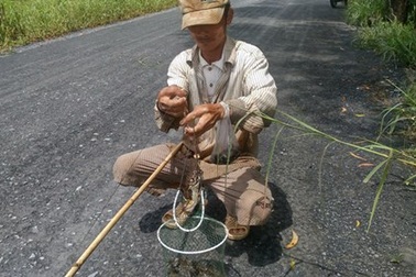 Ngoại ô Sài Gòn: Vào mùa câu ếch, bẫy chim