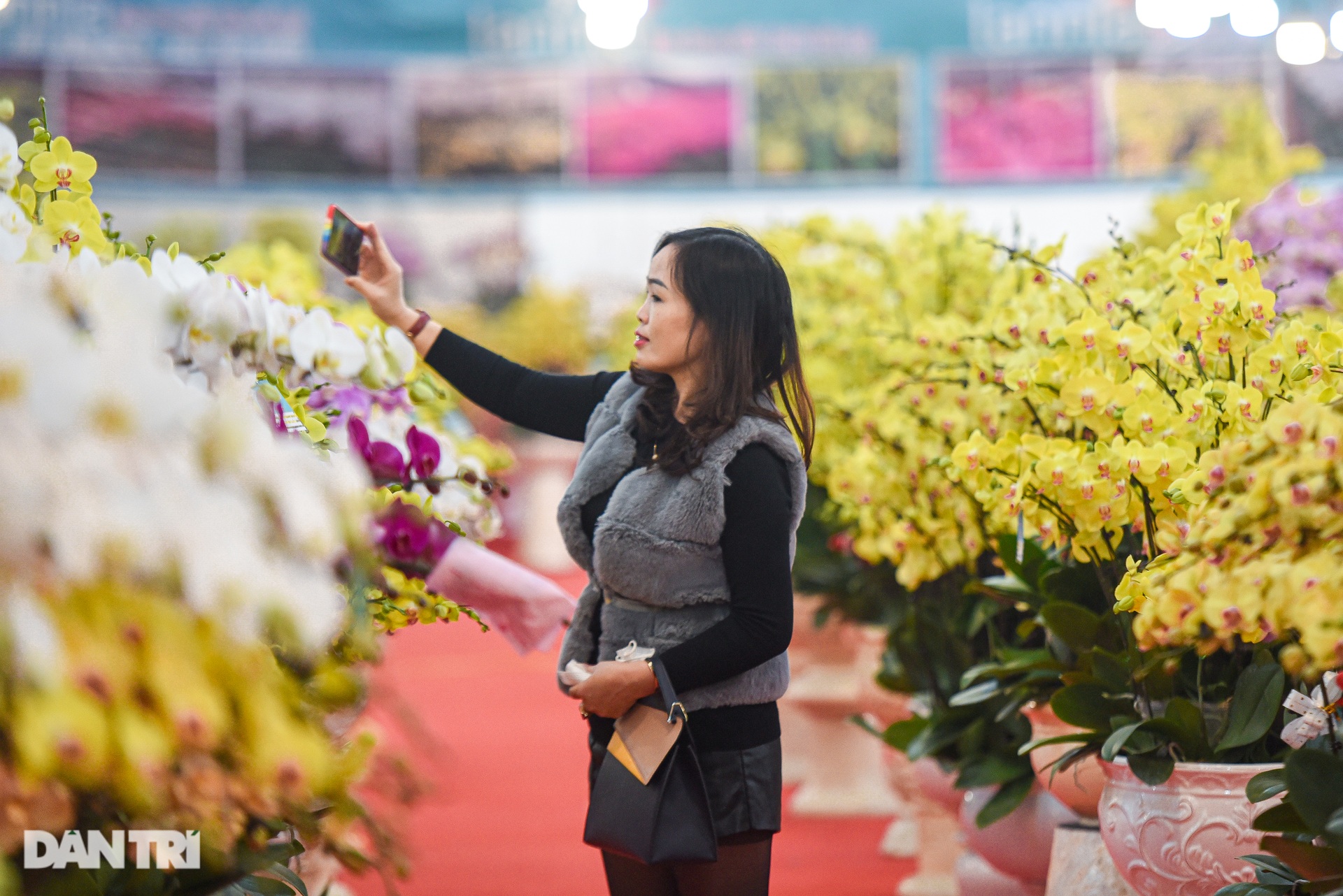 Chậu lan hồ điệp khổng lồ chào bán gần một tỷ đồng ở Hà Nội - 6 Chậu lan hồ điệp khổng lồ chào bán gần một tỷ đồng ở Hà Nội - 6