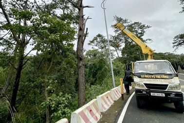 Chặt hạ 26 cây thông hai bên đường đèo Prenn ở Đà Lạt
