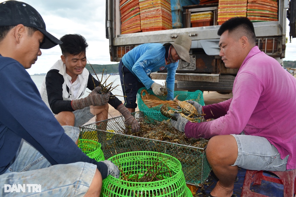 Thương lái ngưng mua 150 tấn tôm hùm bông: Dân cay đắng bán lỗ 40% - 2