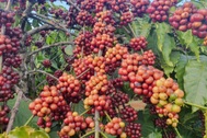 Giá nông sản ngày 17/8: Cà phê chững lại, đàm phán mở rộng thị trường sầu riêng