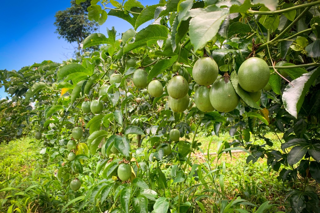 Người phụ nữ trồng và đưa chanh dây ra thế giới, thu tiền tỷ mỗi năm - 5