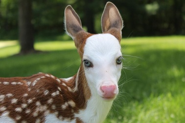 Chú hươu con đáng yêu, được ví như “thiên thần giữa đời thường”