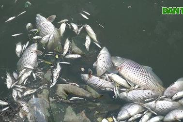 Cá chết nổi trắng, dạt vào bờ hồ điều hòa lớn nhất Hà Tĩnh