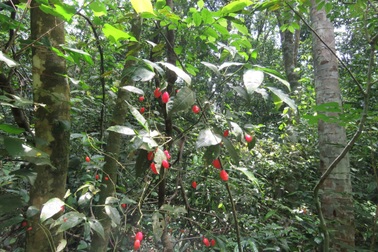 Phát hiện loài thực vật mới, đặt theo tên người đàn ông hơn 40 năm giữ rừng