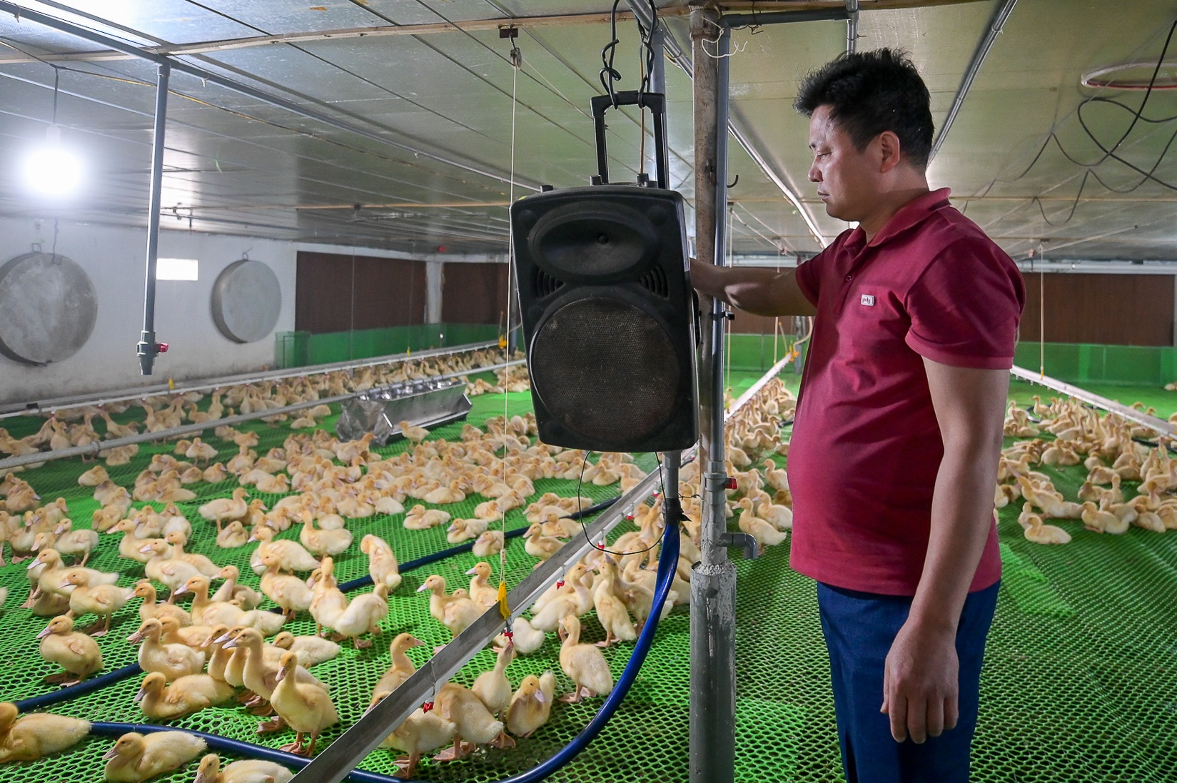 View - Nuôi vịt "hoàng gia" thích nghe nhạc sàn, nông dân Bắc Giang kiếm tiền tỷ | Báo Dân trí