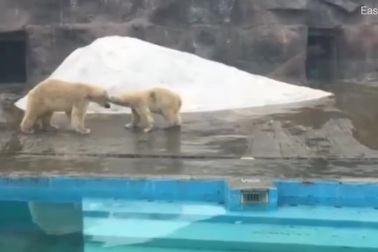 Cuộc gặp gỡ đầu tiên của hai con gấu Bắc Cực trong vườn thú