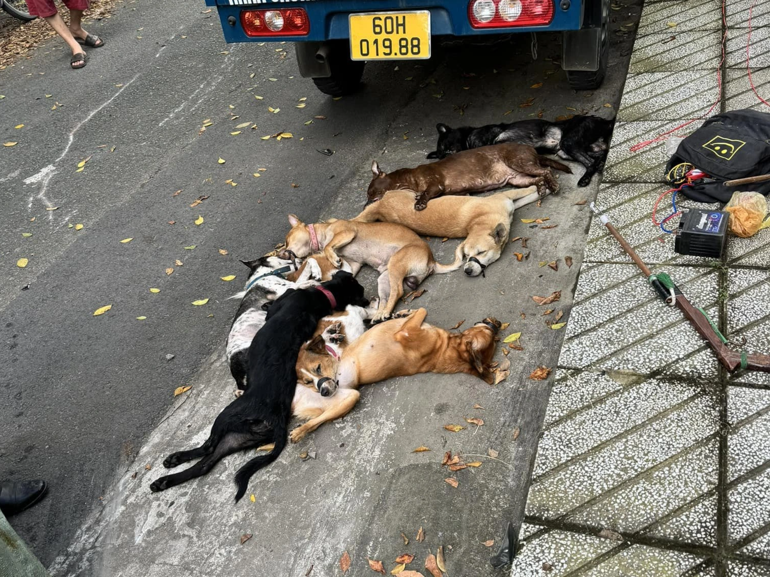 Stíhání dvou zlodějů psů v Ho Či Minově Městě, které srazil řidič auta - 2 Khởi tố 2 tên trộm chó ở TPHCM bị tài xế ô tô tông ngã - 2