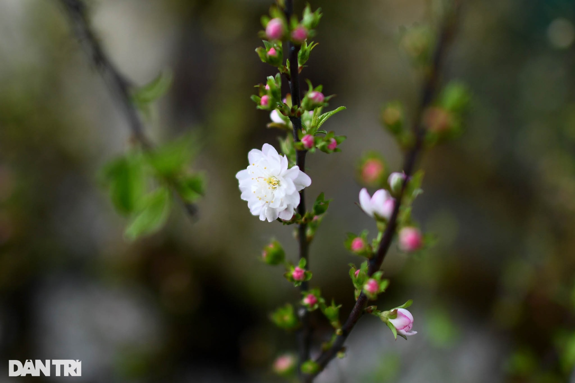 Nhất chi mai 300 triệu đồng bày bán vỉa hè chờ thượng đế rước về chơi Tết - 5