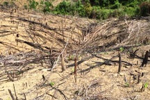 Kết quả giám định vụ 20 ha rừng bị “bốc hơi"