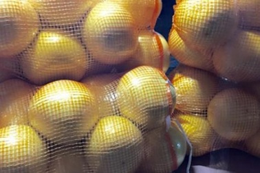 Cục Bảo vệ thực vật: Bưởi "lạ" Phúc Kiến không có gì... lạ!