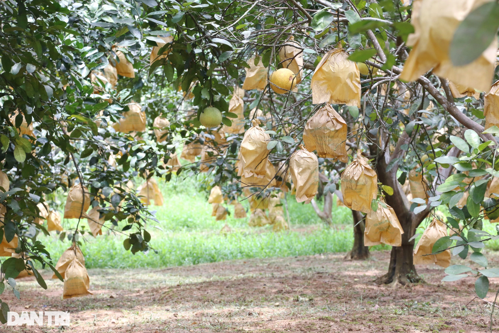 Loại quả đặc sản giữ được... nửa năm, thu hái một vụ xóm núi có vài trăm tỷ - 8 Loại quả đặc sản giữ được... nửa năm, thu hái một vụ xóm núi có vài trăm tỷ - 8