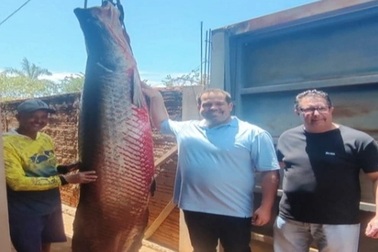 Ngư dân bắt được con cá hải tượng long nặng 165kg dài 2,5m gây xôn xao
