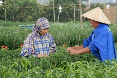 Người trồng hoa Tết “chạy đua” với… ông trời