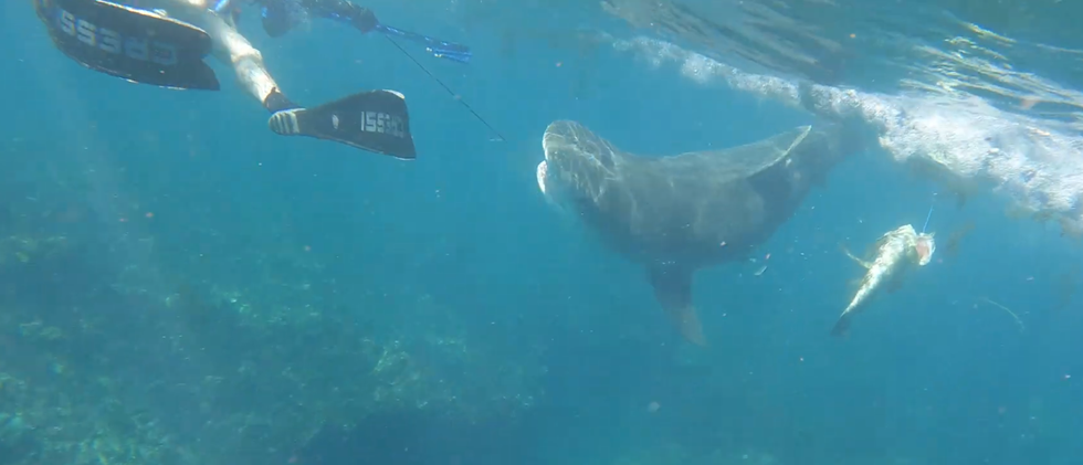 Nổi bật tuần qua: Khoảnh khắc cô gái bị cá mập lôi đi khi đang lặn biển