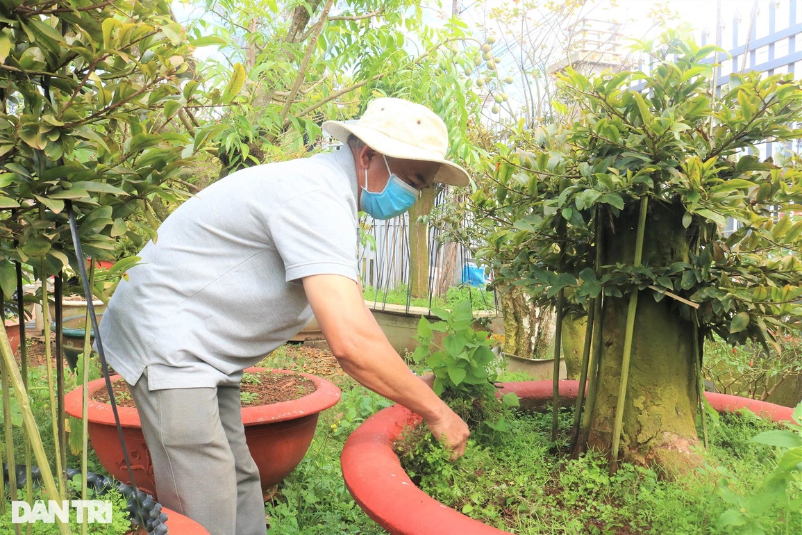 Làng mai Bình Định trên cao nguyên nín thở chờ Tết - 4 Làng mai Bình Định trên cao nguyên nín thở chờ Tết - 4