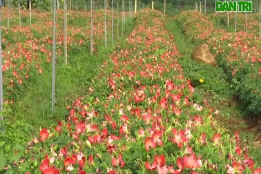 Sâm Bố Chính tại Quảng Trị phát triển sau 3 tháng chăm sóc