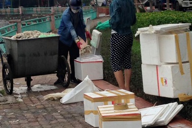 Điều tra hình ảnh đôi nam nữ lấy cá chết Hồ Tây cho vào hộp xốp