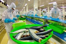 Mỹ ra phán quyết bất lợi cho cá tra, ba sa Việt Nam 