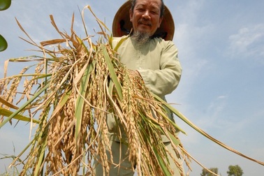 Độc đáo giống lúa mùa nổi cao 7 mét của nông dân miền Tây