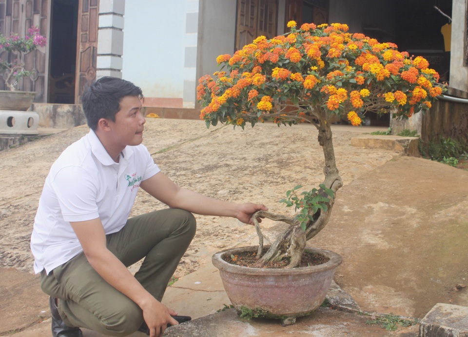 Nông dân biến cây hoa dại thành bonsai ngũ sắc tiền triệu - 6 Nông dân biến cây hoa dại thành bonsai ngũ sắc tiền triệu - 6