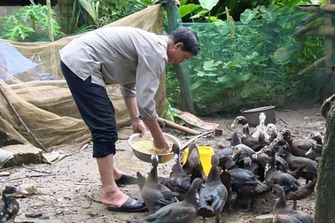 Nguồn vốn chính sách giúp người dân Phú Thọ thoát nghèo