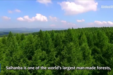 Xem Trung Quốc trồng 93.000 ha rừng để chống bão cát