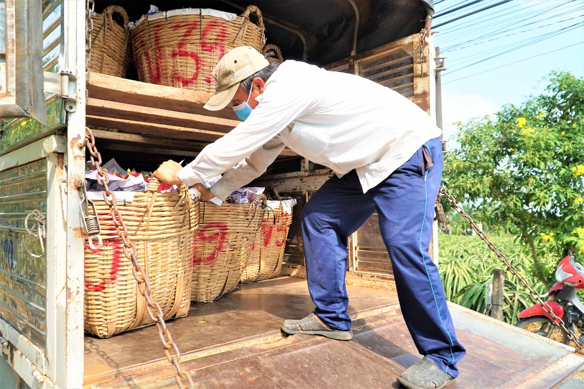 Bán 10 kg thanh long chưa mua nổi 1 tô phở, nông dân lo trắng tay - 7 Bán 10 kg thanh long chưa mua nổi 1 tô phở, nông dân lo trắng tay - 7