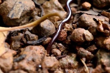 Loài rắn nhỏ nhất thế giới.