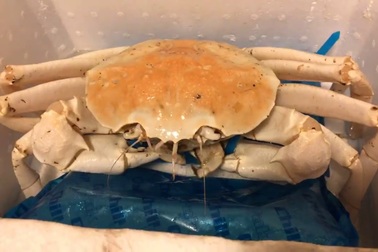 Con cua trắng bóc, to tướng, thịt ngọt dai "hút hồn" giới mê món lạ