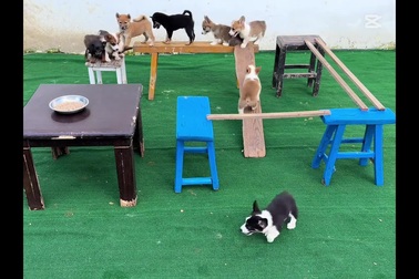 Trò chơi thử thách trí thông minh của những chú cún con