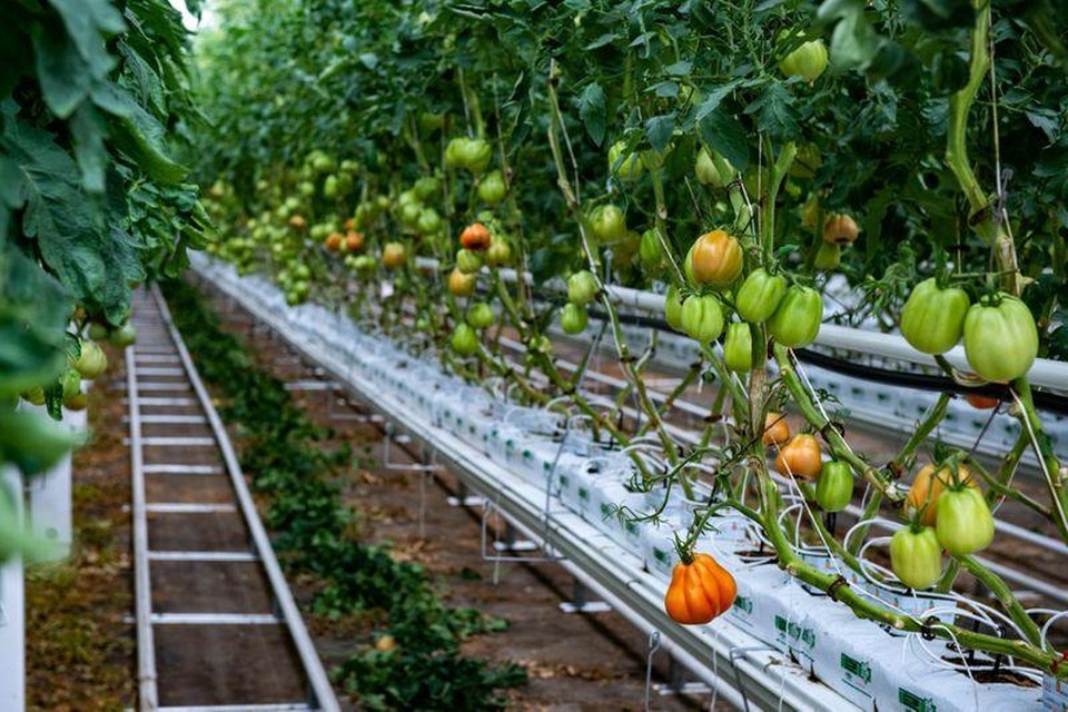 Choáng vườn sân thượng rộng bằng 3 sân bóng, cung cấp cả tấn rau mỗi tuần - 5 Choáng vườn sân thượng rộng bằng 3 sân bóng, cung cấp cả tấn rau mỗi tuần - 5