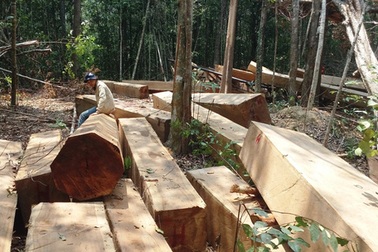 Cận cảnh lâm tặc phá nát rừng, kiểm lâm "vẫn mật phục"