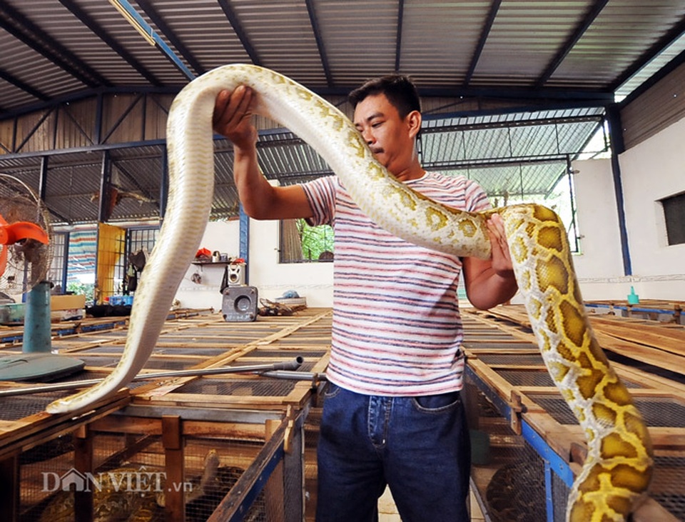 Đột nhập trại nuôi la liệt loài trăn đột biến khủng ở miền Tây - 6 Đột nhập trại nuôi la liệt loài trăn đột biến khủng ở miền Tây - 6