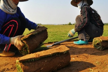 Nghề lạ: Thực hư chuyện trồng cỏ kiếm bộn tiền ở Điền Xá