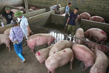 Nghi vấn lợn sống Thái Lan nhập về Việt Nam có chất cấm?