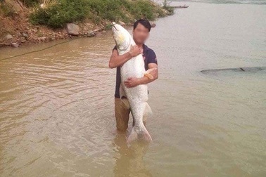 Ớn lạnh sữa Lotte giòi bò lúc nhúc, đáng sợ lợn Trung Quốc ủ bệnh tràn về