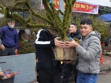 Loài hoa phủ rêu cổ kính trong "thập đại danh hoa", giá cả chục triệu đồng