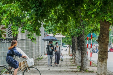 Còn một hàng phong vẫn xanh tốt, đẹp lãng mạn ở Hà Nội?
