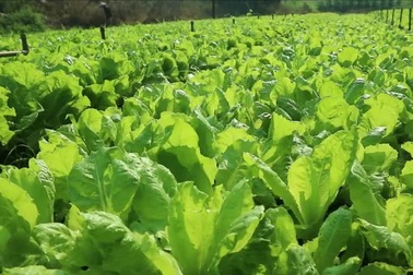 Ông Năm chia sẻ về vườn rau an toàn của gia đình