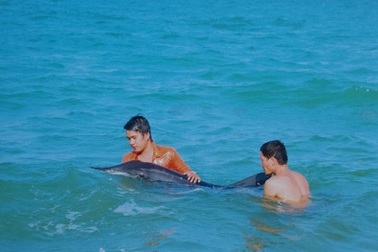 Cứu sống cá heo “bơi lạc” vào đìa tôm bỏ hoang