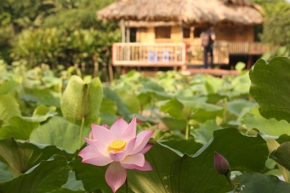 Khu vườn rộng 50.000 m2, chứa hàng nghìn cây quý của người phụ nữ Hà Nội - 3 Khu vườn rộng 50.000 m2, chứa hàng nghìn cây quý của người phụ nữ Hà Nội - 3