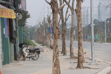 Hà Nội: Hàng trăm cây xanh chết khô trên con đường mới mở