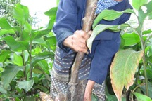 Tết ấm no nhờ cây dong riềng