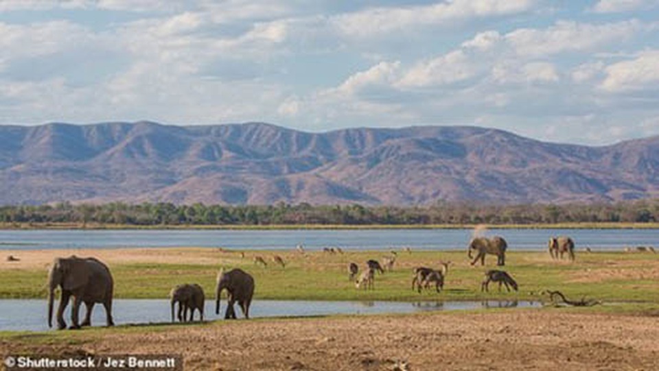 Các safari kỳ thú tiếp cận những “gã khổng lồ” hoang dã châu Phi - 2 Các safari kỳ thú tiếp cận những “gã khổng lồ” hoang dã châu Phi - 2
