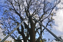 Cây hoàng mai trên 200 năm tuổi bung hoa vàng chóe, giá khoảng 5 tỷ đồng