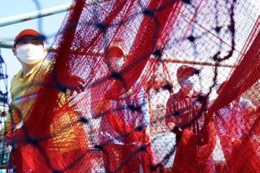 Bỏ Tết, ngư dân Bình Định vươn khơi săn "lộc biển"