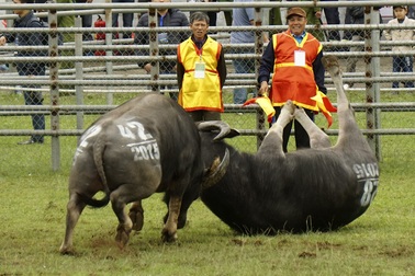 Đòn hiểm hổ lao của những "ông trâu" không lo bị... xẻ thịt